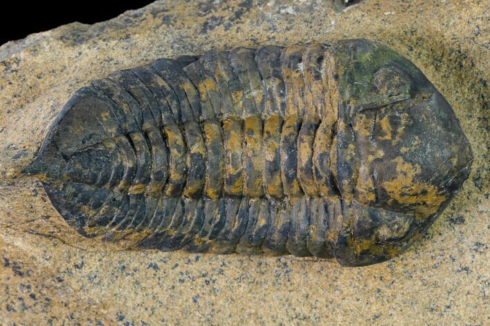 Ordovician Trilobite (Sokhretia?) - Erfoud, Morocco #171229